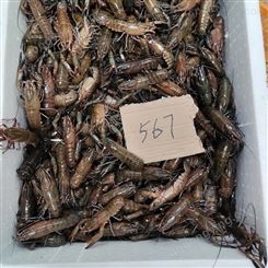 2021年11月18号澳龙产地批发567钱规格澳洲淡水小龙虾35元每斤