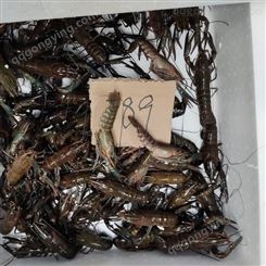 澳龙虾塘直供澳龙批发789钱规格澳洲淡水小龙虾十一月34元每斤