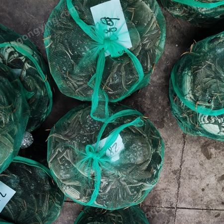 人工养殖螃蟹批发中规格每只3两规格公蟹11月11号27元每斤