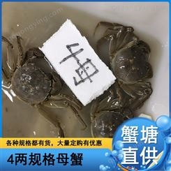 洪湖母蟹批发2021年11月4两规格全母大闸蟹57元每斤
