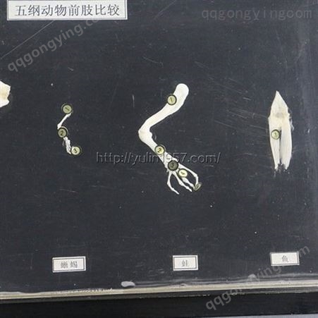 脊椎动物五纲前肢骨比较标本 骨骼标本  实验教学标本
