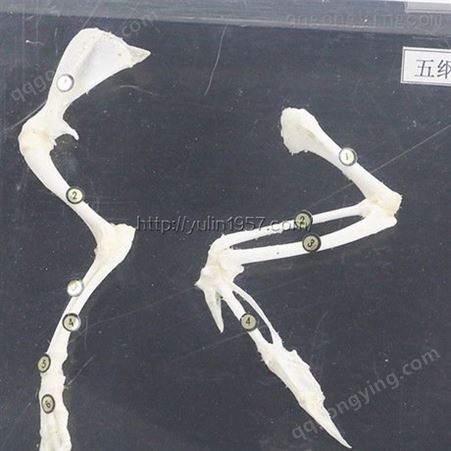 脊椎动物五纲前肢骨比较标本 骨骼标本  实验教学标本