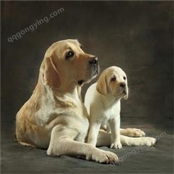 纯种拉布拉多犬 双血统导盲犬幼犬 散养宠物犬 温和忠诚