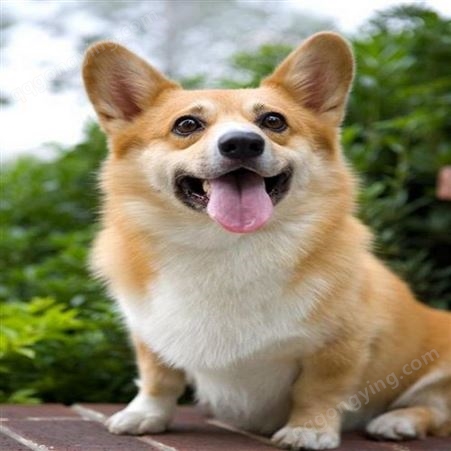散养小型宠物犬 成年威尔士柯基犬 改良育肥伴侣犬