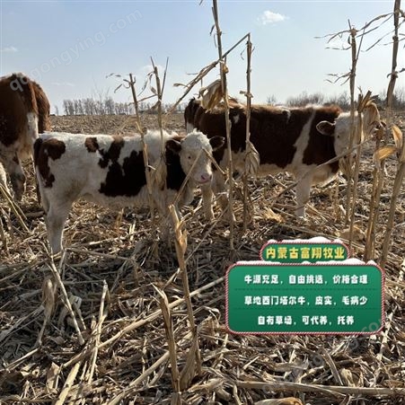 内蒙古养牛基地 西门塔尔繁殖母牛 紫红花的 可技术跟踪服务