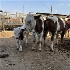 内蒙古养牛基地 5之6个月 西门塔尔繁殖母牛 草地杠子