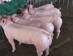更新大白公猪报价 大白公猪 性机能旺盛 供应