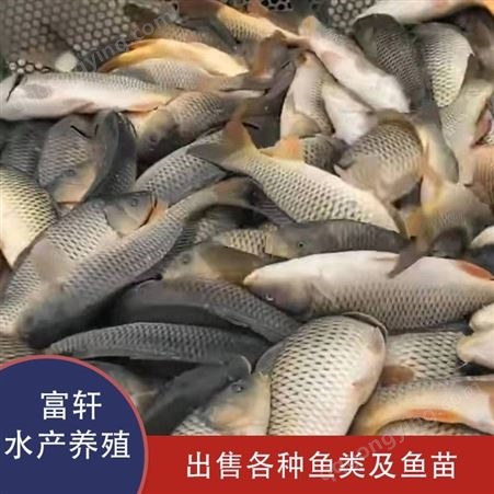 鲤鱼鱼苗价格   沈阳鱼苗养殖   鲤鱼每千克的价格  轩富水产
