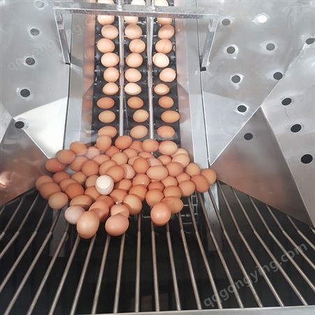 全自动卤蛋加工设备 鸭蛋清洗机 翰润渤定制三排洗蛋机