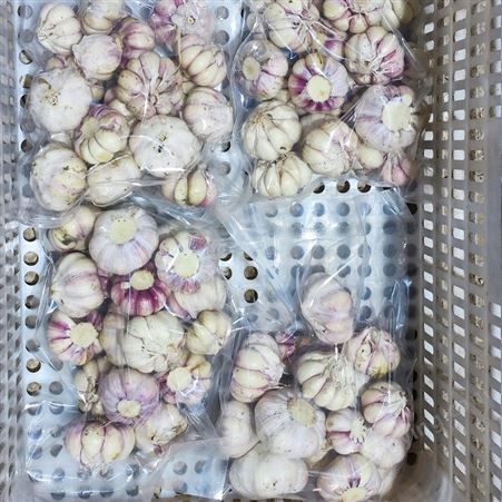 紫皮鲜大蒜 新鲜配菜 质量较优 斯刻达供应