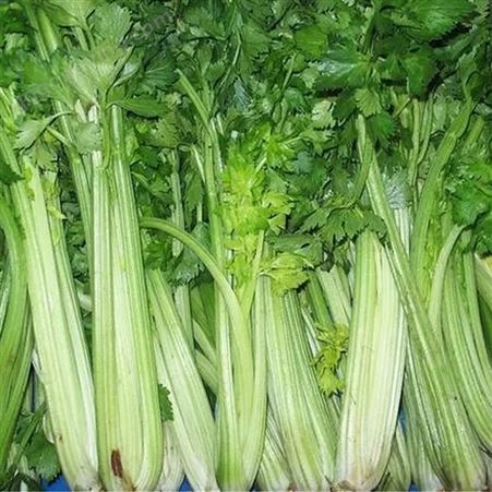 芹菜 新鲜蔬菜 清鲜翠绿 货源充足 斯刻达供应