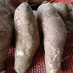 软糯紫薯厂家批发新鲜地瓜烤红薯番薯 生吃烤煮粥