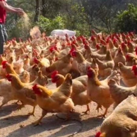 发酵辣椒粕制作厂家提醒夏季如何养好鸡 生产厂家发酵辣椒粕