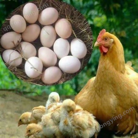 蛋鸡辣椒油粉代替油脂 蛋鸡辣椒油粉让养殖更