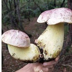 干货 舌尖美食 白葱菌 新鲜白牛肝菌 500g 蘑菇销售 山珍
