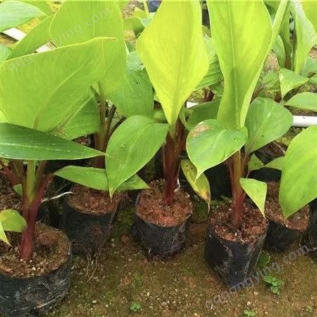 红皮香蕉种植基地 批发红皮香蕉苗 红皮香蕉苗价格