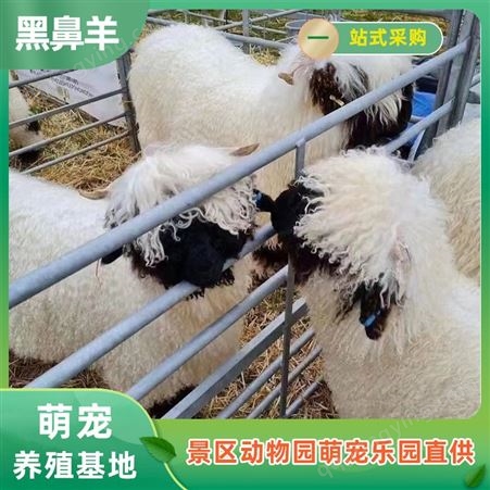 瓦莱黑鼻羊养殖 景区肖恩羊观赏 网红羊批发 纵腾