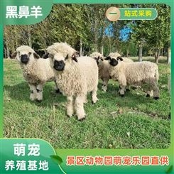 瓦莱黑鼻羊养殖 景区肖恩羊观赏 网红羊批发 纵腾