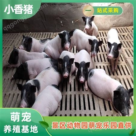 小香猪厂家 迷你猪大型养殖基地 观赏用巴马香猪 纵腾