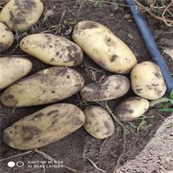 大农种业 新鲜土豆 高原特色 无污染 马铃薯种子 块茎食品加工