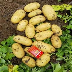 土豆代收马铃薯 新品种闽薯 食用品质较好营养价值高
