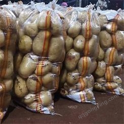 马铃薯 种植地 土豆超市采购 欢迎来 人装车果蔬 块茎新鲜