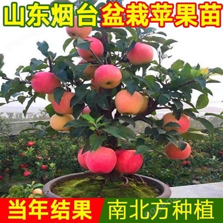 矮化苹果树苗地栽红肉红富士苹果南方北方种植盆栽果树苗当年结果