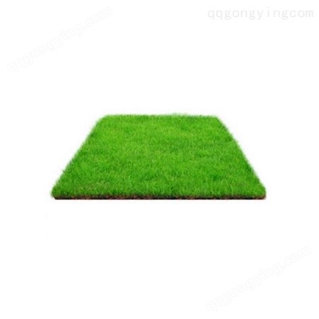 庭院绿化草坪 草皮 带土带泥果岭草马尼拉四季青草皮带泥土真草皮
