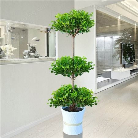 室内盆栽植物摇钱树发财树金钱榕客厅办公室绿植开业盆栽