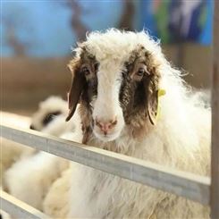 盐池滩羊是皮肉兼用型的品种脂肪分布均匀含脂率低